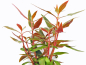Preview: Rotes mini Papageienblatt - Alternanthera reineckii 'Mini'